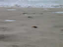 Tivola's Welt - Bildergalerie Sommerurlaub in Frankreich am Atlantik 2004 