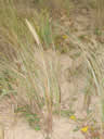 Tivola's Welt - Bildergalerie Sommerurlaub in Frankreich am Atlantik 2004 