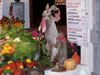 Tivola's Welt - Bildergalerie 2006 Herbsturlaub